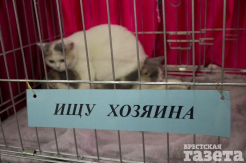 Выставка кошек в Бресте: «Я был против домашних животных! Но сфинск - это мечта»
