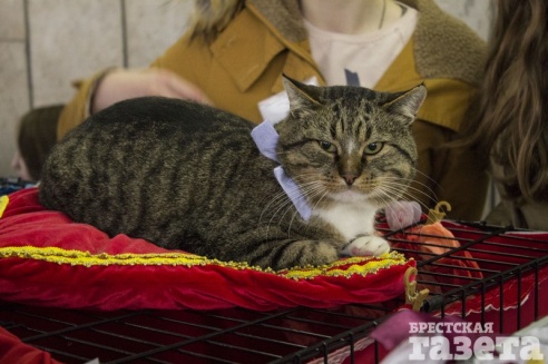 Выставка кошек в Бресте: «Я был против домашних животных! Но сфинск - это мечта»