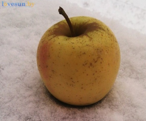 Первый светлогорский снег 2015/2016. Фотографии читателей