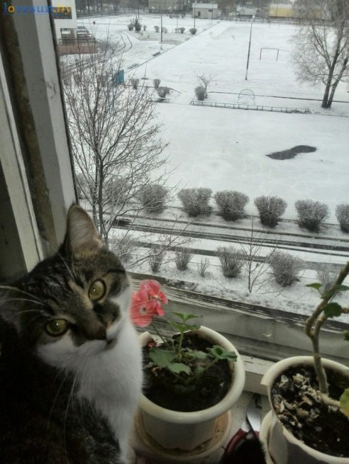 Первый светлогорский снег 2015/2016. Фотографии читателей