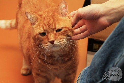 Коллекционер пауков из Молодечно: «Некоторые люди более гадкие, чем они» (фото)