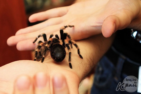Коллекционер пауков из Молодечно: «Некоторые люди более гадкие, чем они» (фото)