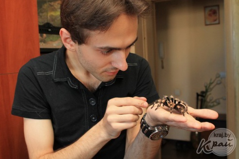 Коллекционер пауков из Молодечно: «Некоторые люди более гадкие, чем они» (фото)