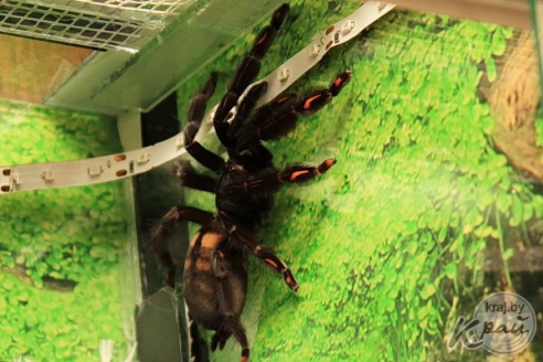 Коллекционер пауков из Молодечно: «Некоторые люди более гадкие, чем они» (фото)