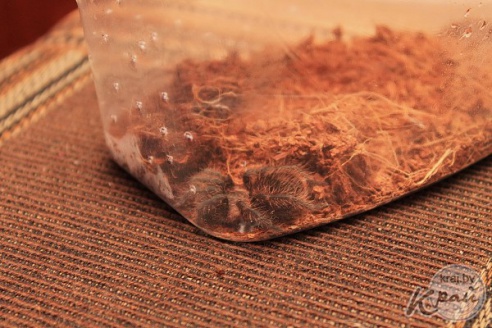 Коллекционер пауков из Молодечно: «Некоторые люди более гадкие, чем они» (фото)