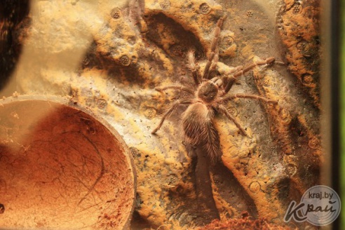 Коллекционер пауков из Молодечно: «Некоторые люди более гадкие, чем они» (фото)