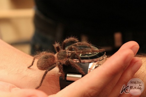 Коллекционер пауков из Молодечно: «Некоторые люди более гадкие, чем они» (фото)