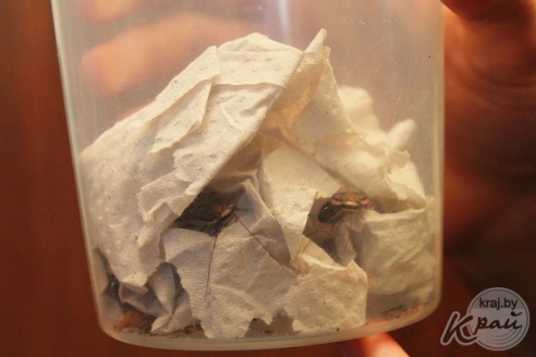 Коллекционер пауков из Молодечно: «Некоторые люди более гадкие, чем они» (фото)