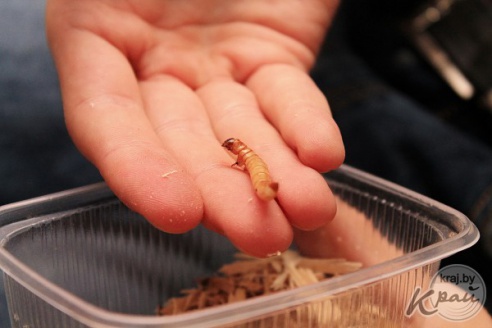 Коллекционер пауков из Молодечно: «Некоторые люди более гадкие, чем они» (фото)