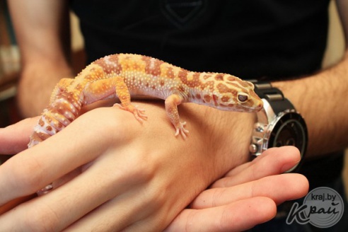 Коллекционер пауков из Молодечно: «Некоторые люди более гадкие, чем они» (фото)