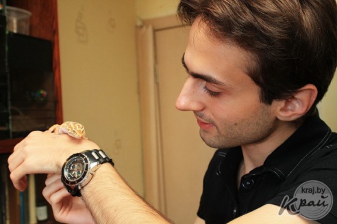 Коллекционер пауков из Молодечно: «Некоторые люди более гадкие, чем они» (фото)