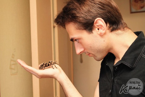 Коллекционер пауков из Молодечно: «Некоторые люди более гадкие, чем они» (фото)