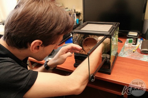 Коллекционер пауков из Молодечно: «Некоторые люди более гадкие, чем они» (фото)