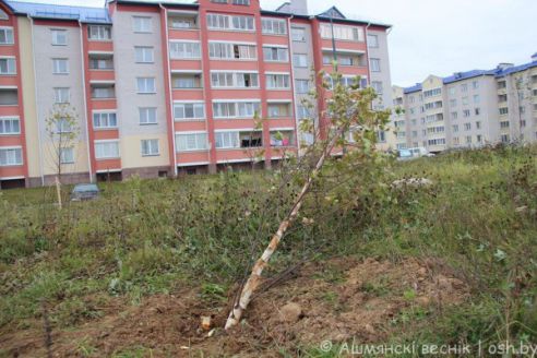 Неизвестный вырубил березовую аллею в микрорайоне Западный в Ошмянах (фото)