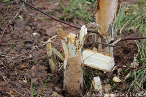 Неизвестный вырубил березовую аллею в микрорайоне Западный в Ошмянах (фото)