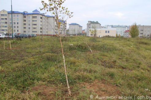 Неизвестный вырубил березовую аллею в микрорайоне Западный в Ошмянах (фото)