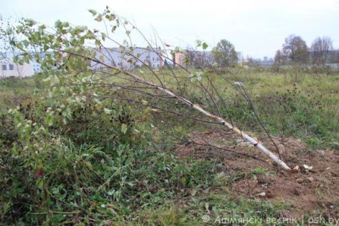 Неизвестный вырубил березовую аллею в микрорайоне Западный в Ошмянах (фото)