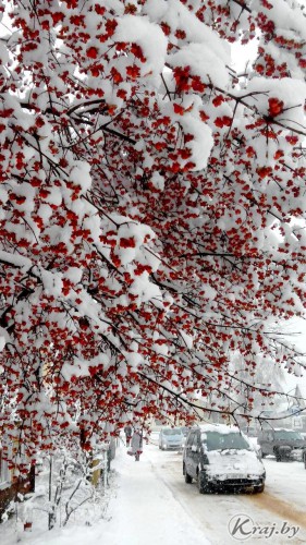 Немного позитива – "снежные" боярышник в Поставах и цветы в Молодечно (фото) Немного позитива – "снежные" боярышник в Поставах и цветы в Молодечно (фото)