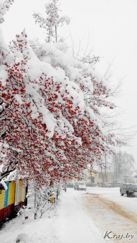 Немного позитива – "снежные" боярышник в Поставах и цветы в Молодечно (фото) Немного позитива – "снежные" боярышник в Поставах и цветы в Молодечно (фото)