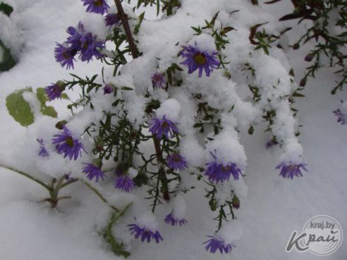 Немного позитива – "снежные" боярышник в Поставах и цветы в Молодечно (фото)
