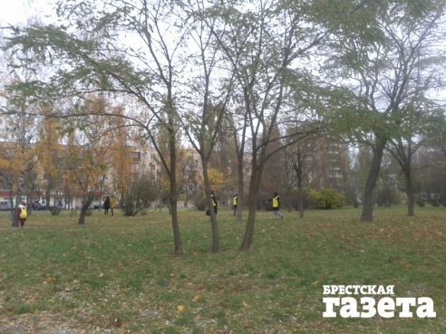 Петербрургские школьники приезжали в Брест убирать листья