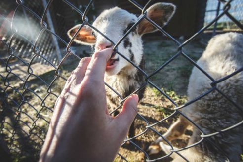 «Дукорский маёнтак» – сказочное место с древней историей