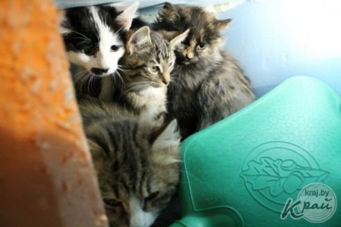 Обогреватель и грелка в домиках. Как волонтеры спасают от морозов котов в приюте временного содержания в Вилейке (фото)