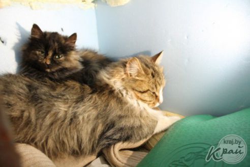 Обогреватель и грелка в домиках. Как волонтеры спасают от морозов котов в приюте временного содержания в Вилейке (фото)