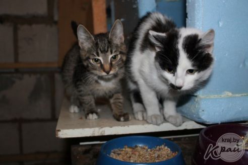 Обогреватель и грелка в домиках. Как волонтеры спасают от морозов котов в приюте временного содержания в Вилейке (фото)