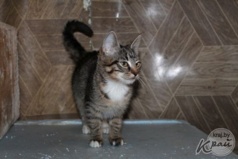 Обогреватель и грелка в домиках. Как волонтеры спасают от морозов котов в приюте временного содержания в Вилейке (фото)