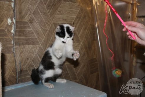 Обогреватель и грелка в домиках. Как волонтеры спасают от морозов котов в приюте временного содержания в Вилейке (фото)