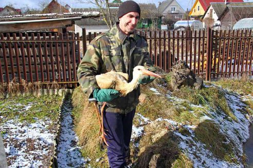 В Молодечно раненый аист пришел за помощью к людям