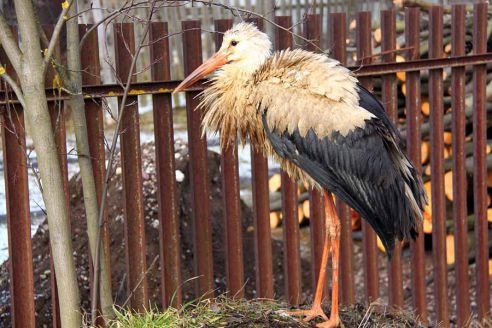 В Молодечно раненый аист пришел за помощью к людям