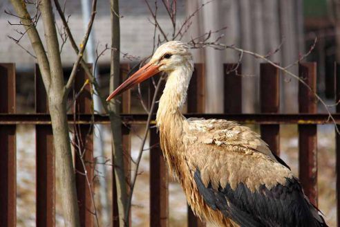 В Молодечно раненый аист пришел за помощью к людям