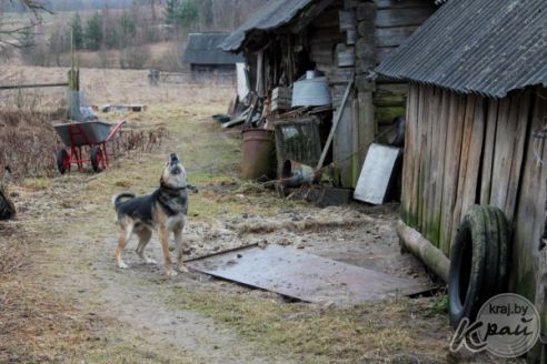 «Вёску шкода. Быў 91 жыхар, а стала 3». Репортаж из деревни Кулеши на Вилейщине, где остались три жилые хаты (фото)