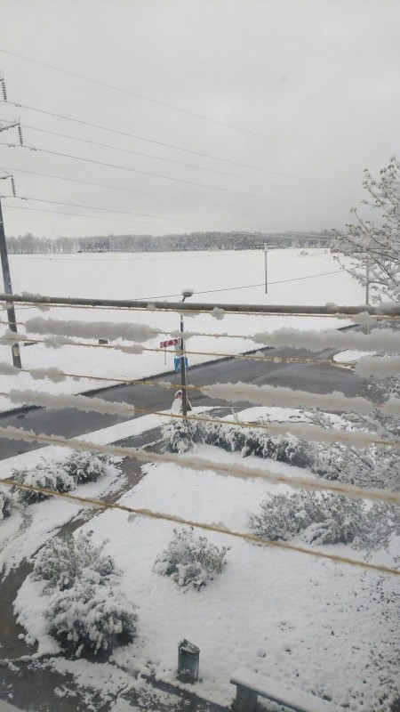 Тюльпаны в снегу и зимние селфи. Как молодечненцы отреагировали на снег 11 мая (фото, видео)