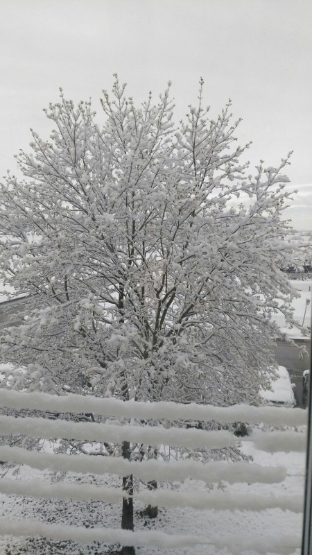 Тюльпаны в снегу и зимние селфи. Как молодечненцы отреагировали на снег 11 мая (фото, видео)