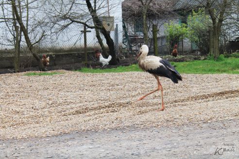 «Жалко птицу». Жители Лесных в Молодечно подкармливают аиста и переживают за его судьбу (фото)