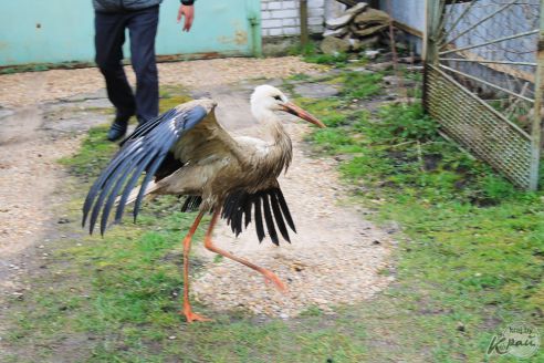 «Жалко птицу». Жители Лесных в Молодечно подкармливают аиста и переживают за его судьбу (фото)