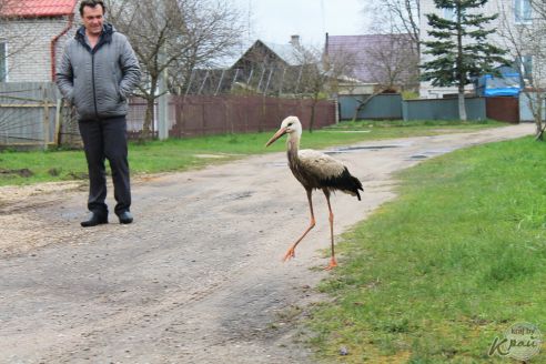 «Жалко птицу». Жители Лесных в Молодечно подкармливают аиста и переживают за его судьбу (фото)