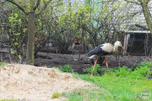«Жалко птицу». Жители Лесных в Молодечно подкармливают аиста и переживают за его судьбу (фото)