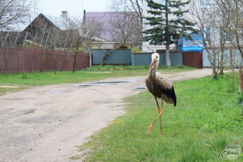 «Жалко птицу». Жители Лесных в Молодечно подкармливают аиста и переживают за его судьбу (фото)