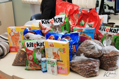 Лекарства, корм и деньги. Молодечненцы и журналисты помогли приюту для котов в Вилейке (фото)