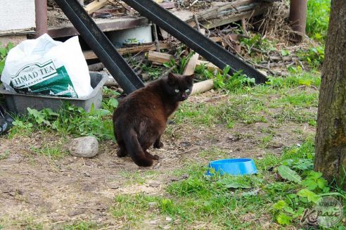 Лекарства, корм и деньги. Молодечненцы и журналисты помогли приюту для котов в Вилейке (фото)