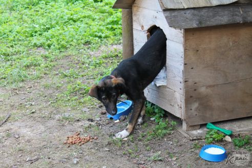 Лекарства, корм и деньги. Молодечненцы и журналисты помогли приюту для котов в Вилейке (фото)