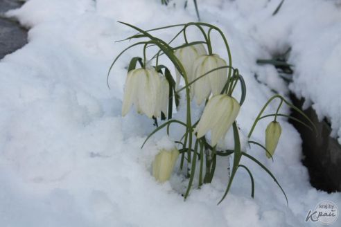 В Вилейке с 10 на 11 мая выпало около 10 см снега. Метеорологи говорят об аномальном явлении (фото)