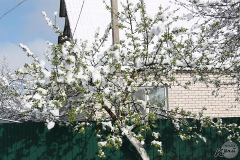 В Вилейке с 10 на 11 мая выпало около 10 см снега. Метеорологи говорят об аномальном явлении (фото)