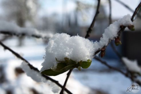 В Вилейке с 10 на 11 мая выпало около 10 см снега. Метеорологи говорят об аномальном явлении (фото)