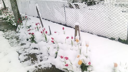 Тюльпаны в снегу и зимние селфи. Как молодечненцы отреагировали на снег 11 мая (фото, видео)