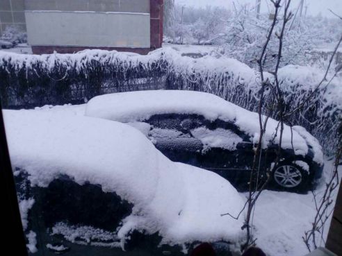 Тюльпаны в снегу и зимние селфи. Как молодечненцы отреагировали на снег 11 мая (фото, видео)